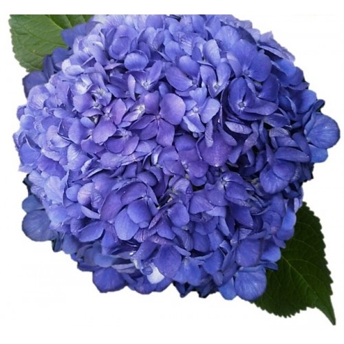 HYDRANGEA S-COLLECTION SHOCKING BLUE